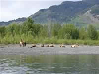 Horses below Germansen Landing (119kb)