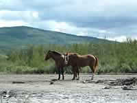 horses_not_an_unusual_sight.jpg (87kb)