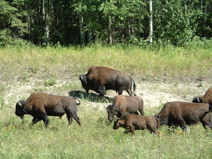 Wild buffalo roam the banks of the Liard