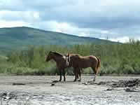 Horses not an unusual sight on BC rivers like the Kechika (433kb)