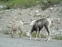 Stone sheep on the Alaskan Highway (653kb)