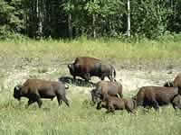Wild buffalo roam the banks of the Liard (677kb)