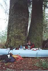 Camping in the old growth at Hobiton Lake