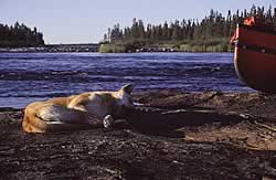 Taiga on bedrock