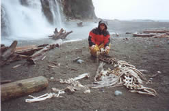 Sea lion Skeleton on the beach